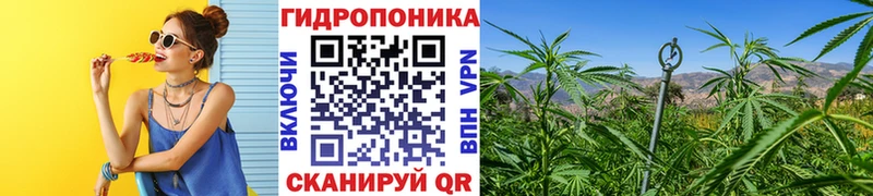Бошки марихуана марихуана  OMG как зайти  Бакал 